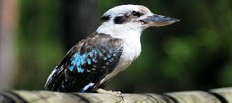 Kookaburra defined and explained with descriptions. Discover The Laughing Kookaburra Be Your Own Birder
