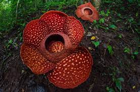Indonesia Is Now Home To One Of History S Largest Flowers Large Flowers Planting Bulbs Plants