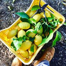 Harvesting My Lemons Organicfarm Amalficoast Amalfilemon Lemonmind Agricolturabiologica Farmers Organic Farming Amalfi Amalfi Coast