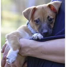 We place no time limit on the length of stay once a cat or dog has been accepted into our adoption program. Safe Haven Animal Rescue Inc