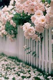 P273939260 Beautiful Flowers Colorful Roses Beautiful Gardens