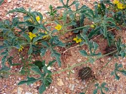 Image result for Cucumis prophetarum