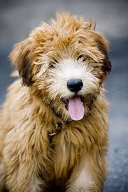 Rowdy Cute Dogs Labradoodle Puppy Cute Animals