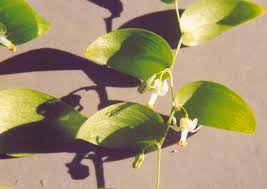 Image result for Asparagus asparagoides