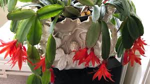 Here's expert tips on caring for a christmas cactus. How To Care For Your Christmas Cactus Martha Stewart