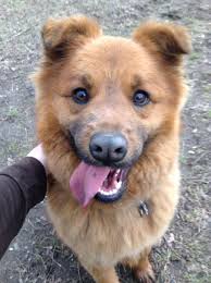 Mutt chow-chow puppy! half blue tongue!