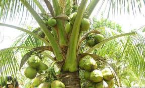 A coconut plantation in the philippines. Ucap Defends Phl Coco Oil Production Vg Cabuag