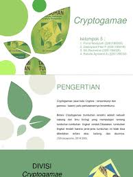 Suhu yang cocok untuk tumbuhan ini agar memperoleh hasil yang maksimal berkisar antara suhu 16 sampai 21 derajat. Cryptogamae Pdf