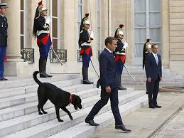 Vladimir putin, current president of russia, owns four dogs, who live at his residence in moscow. Putin The Dog Lover Here Are Some Of The World S Most Powerful Pets The Economic Times