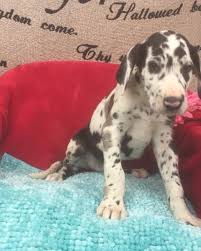 How much do great dane puppies cost? Great Dane Puppies Loves To Play And Enjoy Being Cuddle Great Personality Los Angeles For Sale Los Angeles Central Pets Dogs