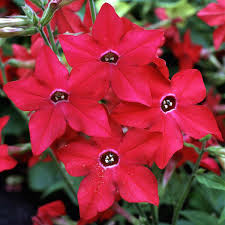Image result for Nicotiana