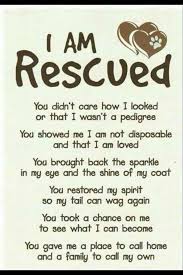 Sosvox Org Gives A Voice To Those Who Don T Have One Rescue Quotes Dog Quotes Rescue Dogs