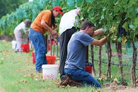 Texas, frankly, is not the best place to grow grapes, says justin scheiner, an assistant professor and viticulture specialist (that means grapes) with texas a&m university. Should Texas Wine Be Made With 100 Percent Texas Grown Fruit Austin Monthly Magazine