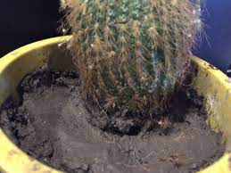 7 arroser un cactus après rempotage ou bouturage ? Cactus Casse A La Base Comment Le Sauver Heeeeelp