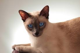 Jadi, jangan heran ya kalau kucing. Jenis Ras Kucing Yang Populer Di Indonesia Blibli Friends