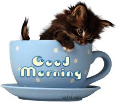 See more ideas about good morning gif, good morning, morning gif. Good Morning Cats Gifs Get The Best Gif On Giphy