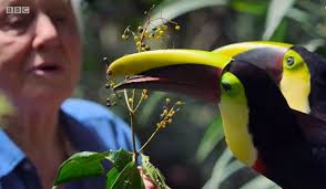David attenborough blogs, comments and archive news on economictimes.com. Views Attenborough S Life In Colour Bbc Video Boomers Daily
