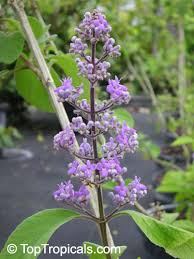 Image result for Clutia paxii