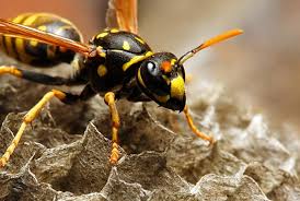 Guardian pest control provides complete pest control services and rat exterminators serving bellevue, wa. Bellevue Pest Control Extermination L Attic Crawlspace Cleaning Services