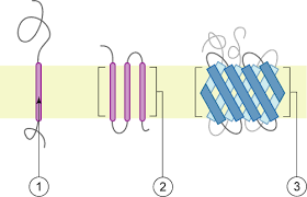 Which lipid anchor linkage is reversible? Transmembrane Protein Wikipedia