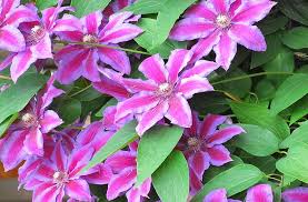 We did not find results for: Hd Wallpaper Purple And White Petaled Flowers Clematis Flowering Striped Wallpaper Flare