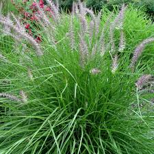 Check spelling or type a new query. Karley Rose Oriental Pennisetum Plant For Sale Fountain Grass Free Shipping