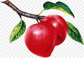 Maloideae, with pomes (fruits in which the floral hypanthium becomes fleshy); Family Tree Drawing Png Download 1600 1094 Free Transparent Fruit Png Download Cleanpng Kisspng
