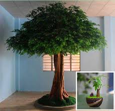 $59.99 | item # 90075. Hot Sale 1 Pcs Giant Small Money Tree Mini Bonsai Tree Pachira Macrocarpa Walp Diy For Garden Home Buy At The Price Of 0 80 In Aliexpress Com Imall Com