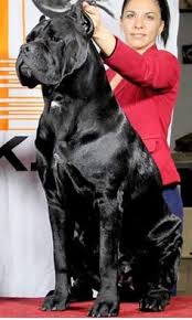The victim succumbed to his wounds. 46 Best Black Cane Corso Ideas Cane Corso Corso Dog Cane Corso Dog