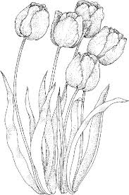 All horizontal vertical square panoramic. Beautiful Tulip Coloring Pages Collection Pdf Free Coloring Sheets Flower Drawing Coloring Pages Flower Coloring Pages