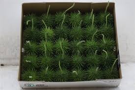 Image result for Cucumis hirsutus