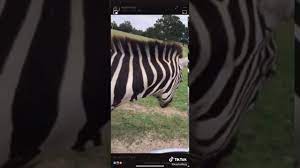 What S Up Buddy I Know You Hungry Tiktok Youtube