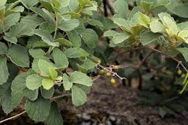 Image result for Rhoicissus digitata