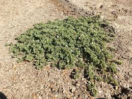 Image result for Trianthema