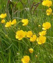 Plantlife Buttercup British Wild Flowers Plant Fungus Buttercup Flower