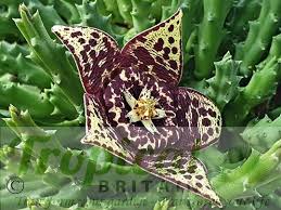 Image result for Orbea maculata