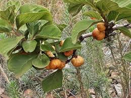 Image result for Vangueria mollis