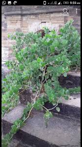 Image result for Capparis cartilaginea