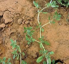 Image result for Sebaea pentandra