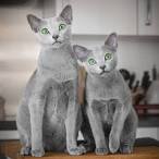 Available Russian Blue Kittens For Sale & Cats For Adoption