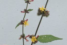 Image result for Triumfetta digitata