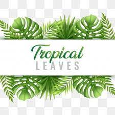 Bush Leaves Vector Material Palm Leaves Coniferous Plants Png Transparent Clipart Image And Psd File For Free Download Tropicheskie Listya Cvetochnye Illyustracii Listya