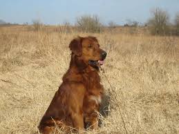 Maybe you would like to learn more about one of these? Nmfr Ndc Rockerin Red River Ruckus Retriever Golden Retriever Breeder Golden Retriever