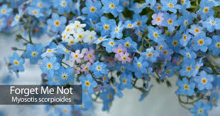 One size fits all (adjustable) / fits adults and older children if the crown. Forget Me Not Flower Info On Growing Forget Me Nots