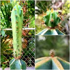 157 cereus floridianus monstruosus 158 cereus forbesii 159 cereus blue 160 cephalocereus palmerii 161 cephalocereus chrysacanthus 162 helianthocereus poco 163 267 mammillaria fraileana 268 trichocereus chilensis 269 trichocereus pachanoi 270 neobuxbaumia polylopha 271 aylostera. This Is What Happens When You Graft A One Month Old T Bridgesii To A Cereus This Is Six Months Of Growth Sanpedrocactus