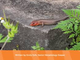 They need to be at least a tail length from a retreat, so it's important. Local Lizards