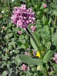 Image result for Valerianaceae