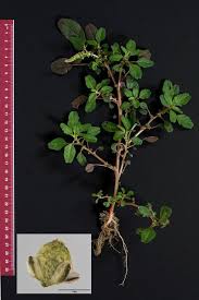 Image result for Amaranthus blitum