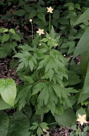 Image result for Aneilema pedunculosum