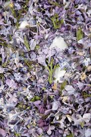 17 99 Sale Price Preserved Lilac Flowers Petals 5 Cups Natural Freeze Dried Petals The Flowers Are 1 X2f 2 Quot Lilac Flowers Lilac Blossom Flowers Petals